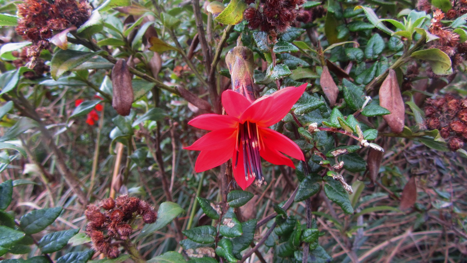Another red flower